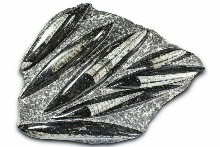 Polished Fossil Orthoceras (Cephalopod) Plate - Morocco #359667